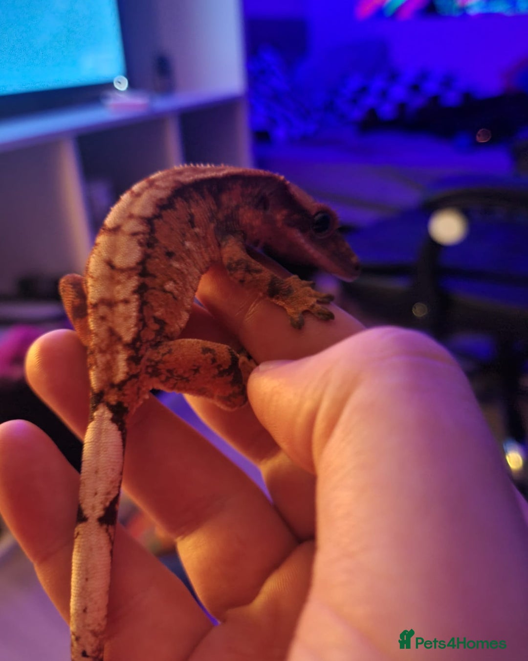 Gecko reptiles for sale: Crested geko for rehome  - Advert 2