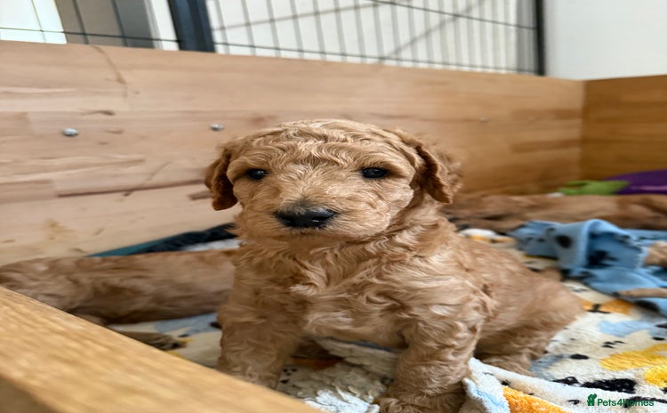 Irish Doodle dogs - Advert 1