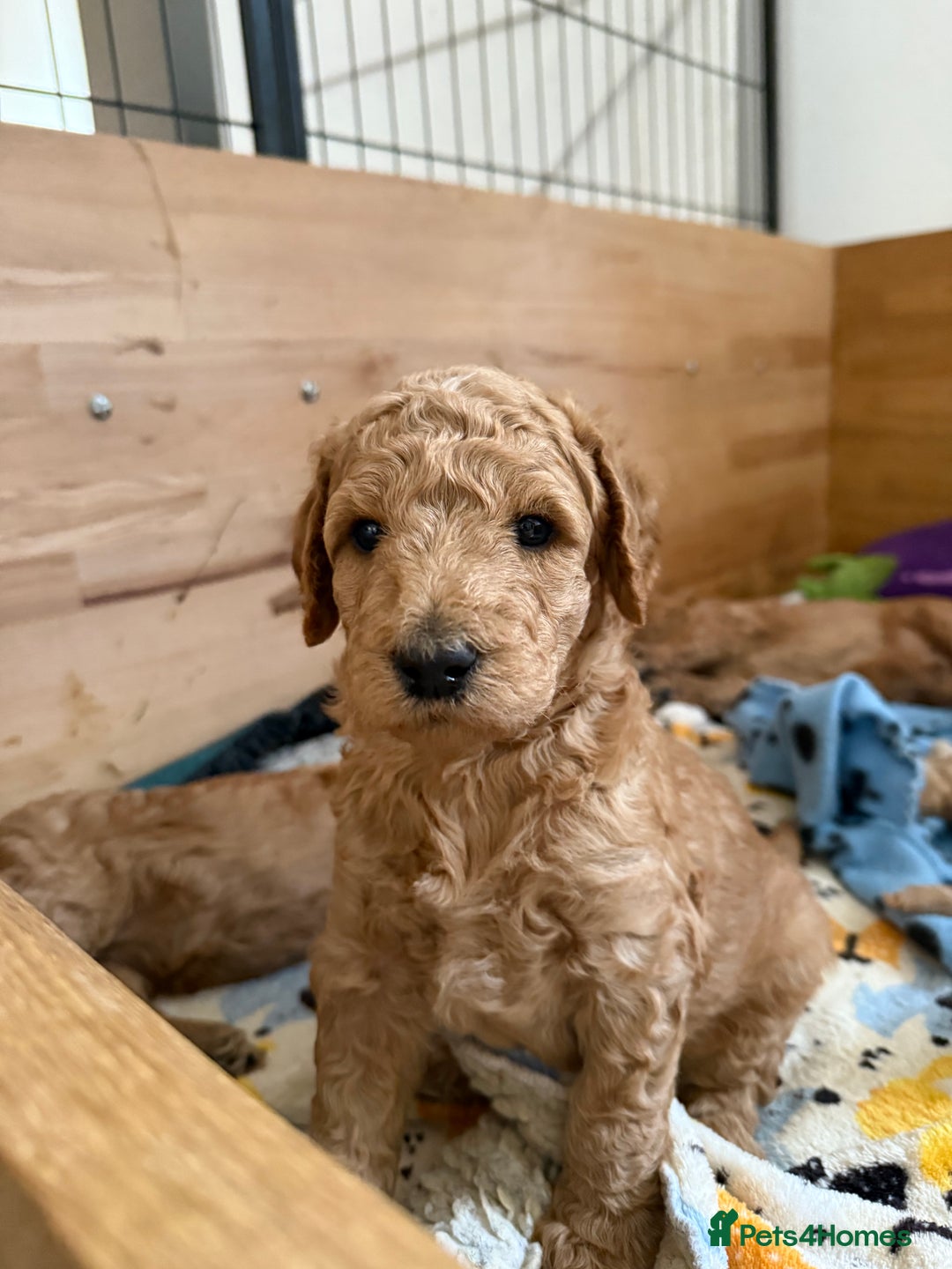 Irish Doodle dogs for sale: 6 beautiful F1b Irish Doodle puppies ❤️🐶 - Image 17