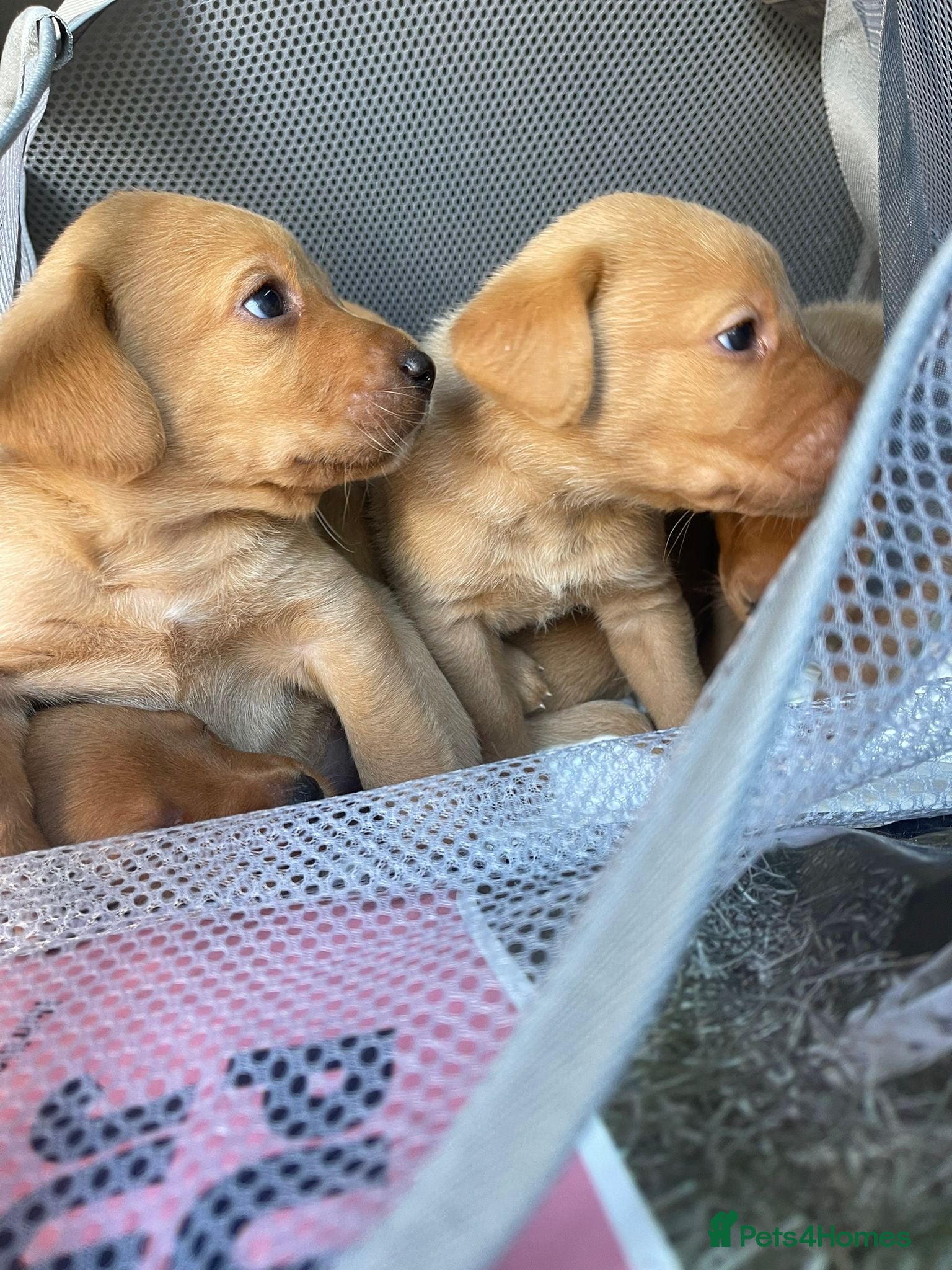 Labrador Retriever dogs beautiful kc registered fox red Labrador puppies  - Advert 2
