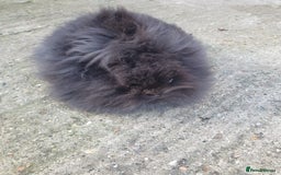 Lionhead rabbits for sale: Doublemane Lionhead - Image 2