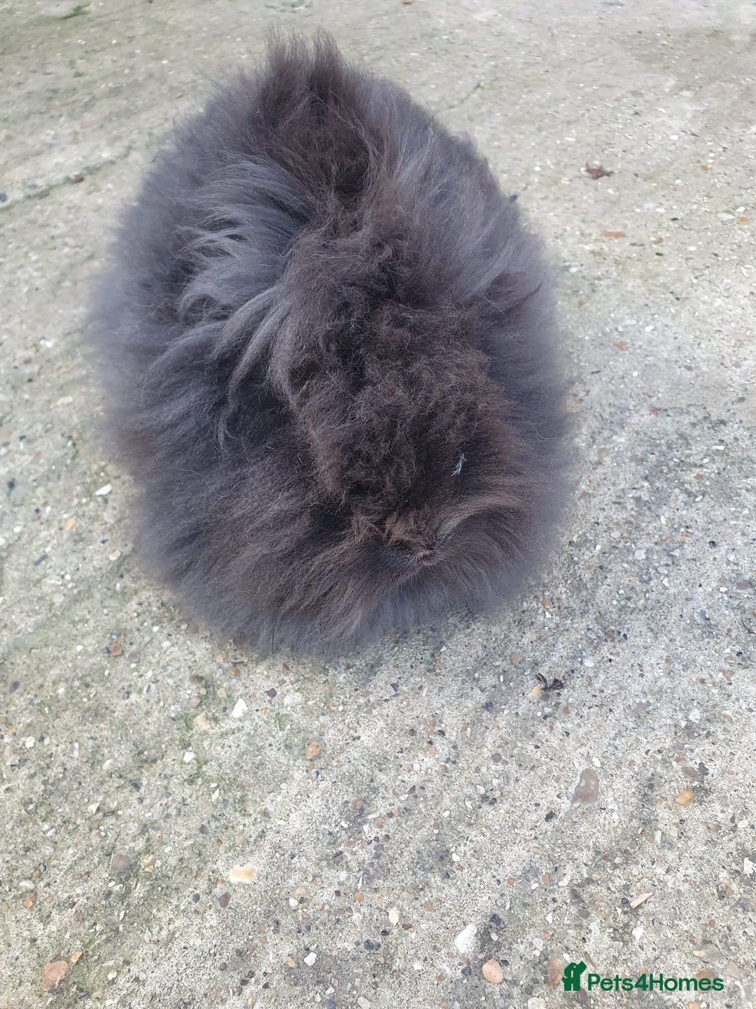 Lionhead rabbits for sale: Doublemane Lionhead - Image 2