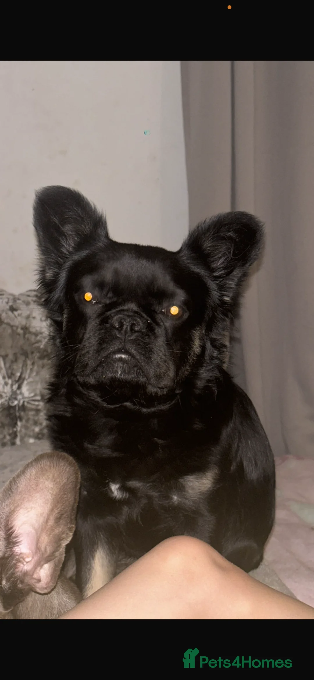 French Bulldog dogs for sale: Fluffy female French bulldog for sale  in Salford - Advert 2