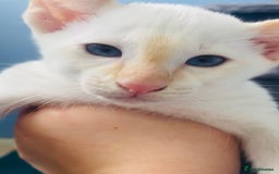 Siamese cats for sale: Flame point Siamese  - Image 5
