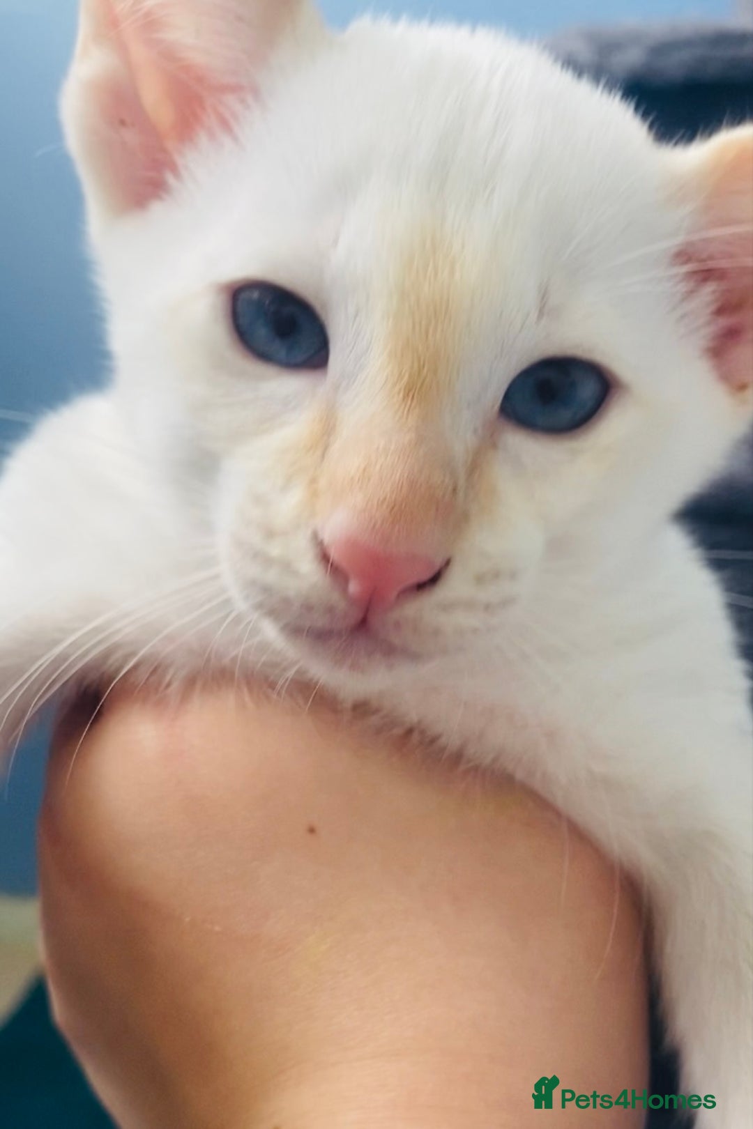 Siamese cats for sale: Flame point Siamese  - Image 5