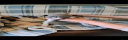 Italian Greyhound dogs for sale: KC registered Italian greyhound puppies 1 boy left - Advert 14