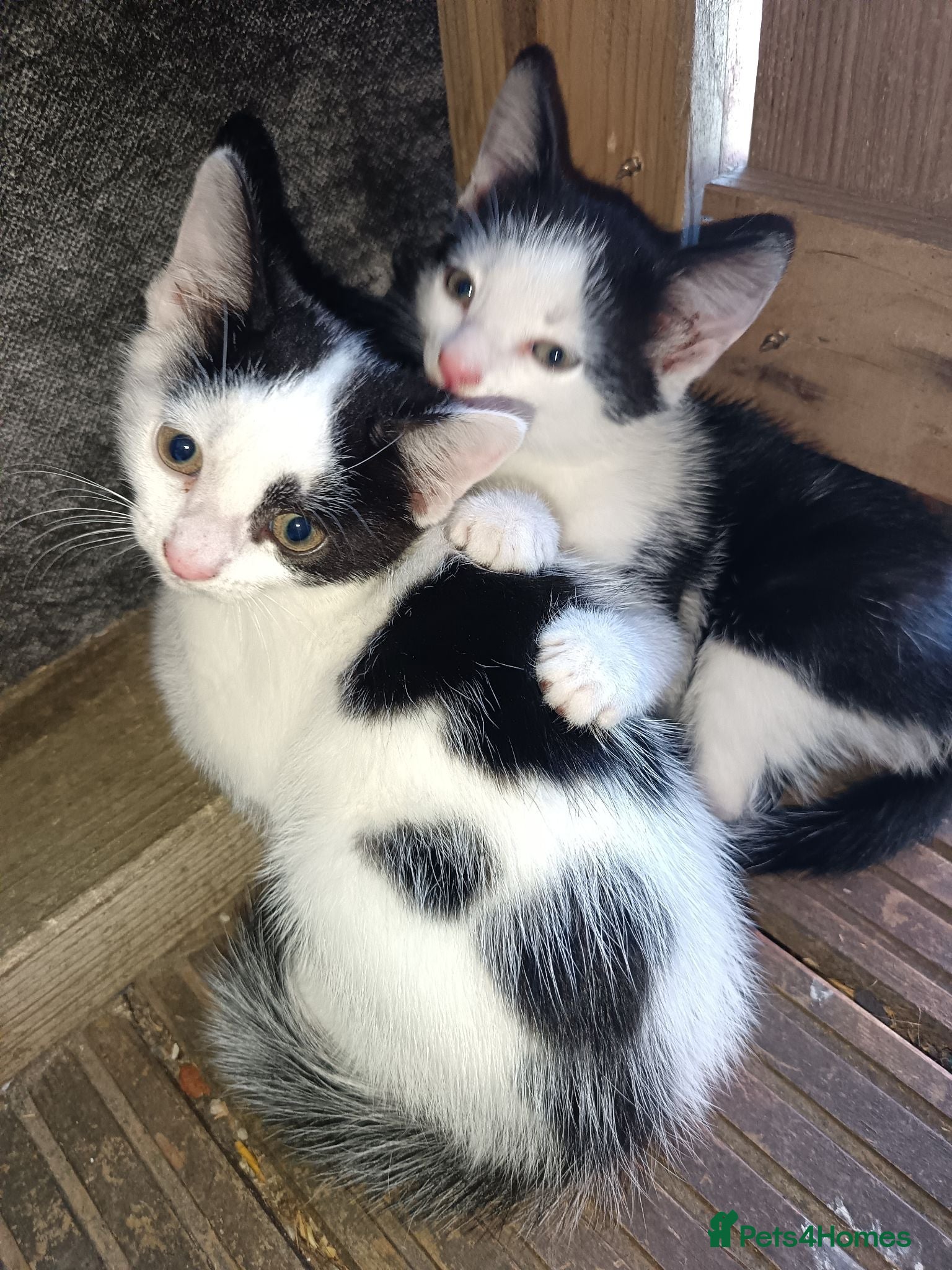 Mixed Breed cats for sale: 3 male kittens  - Advert 2
