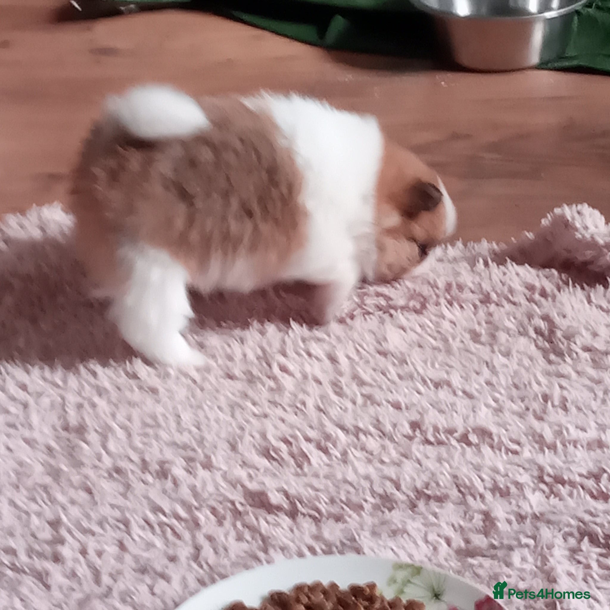 Pomeranian dogs Pomeranian tiny puppies  - Advert 18