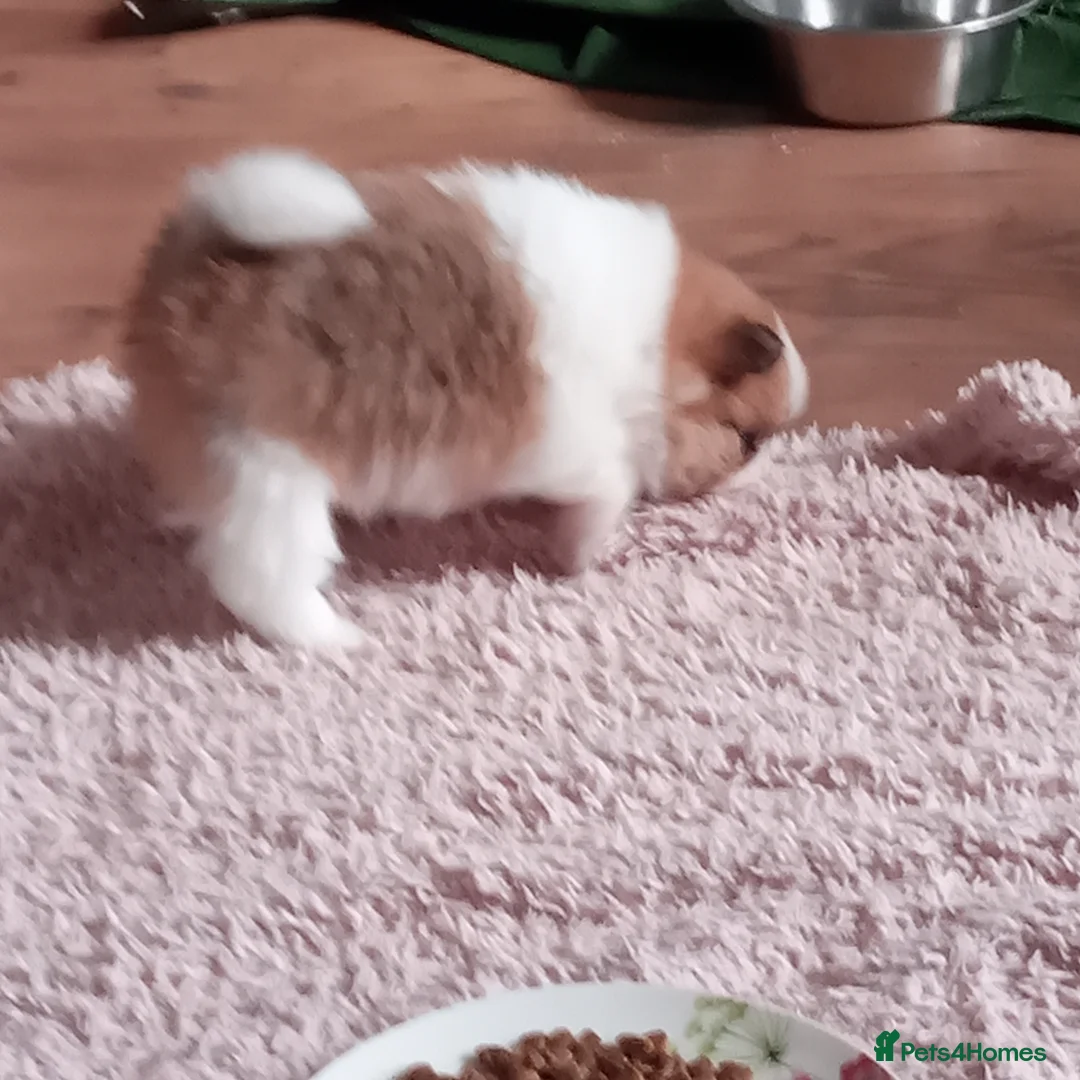 Pomeranian dogs for sale: Pomeranian puppys in Skegness - Advert 2