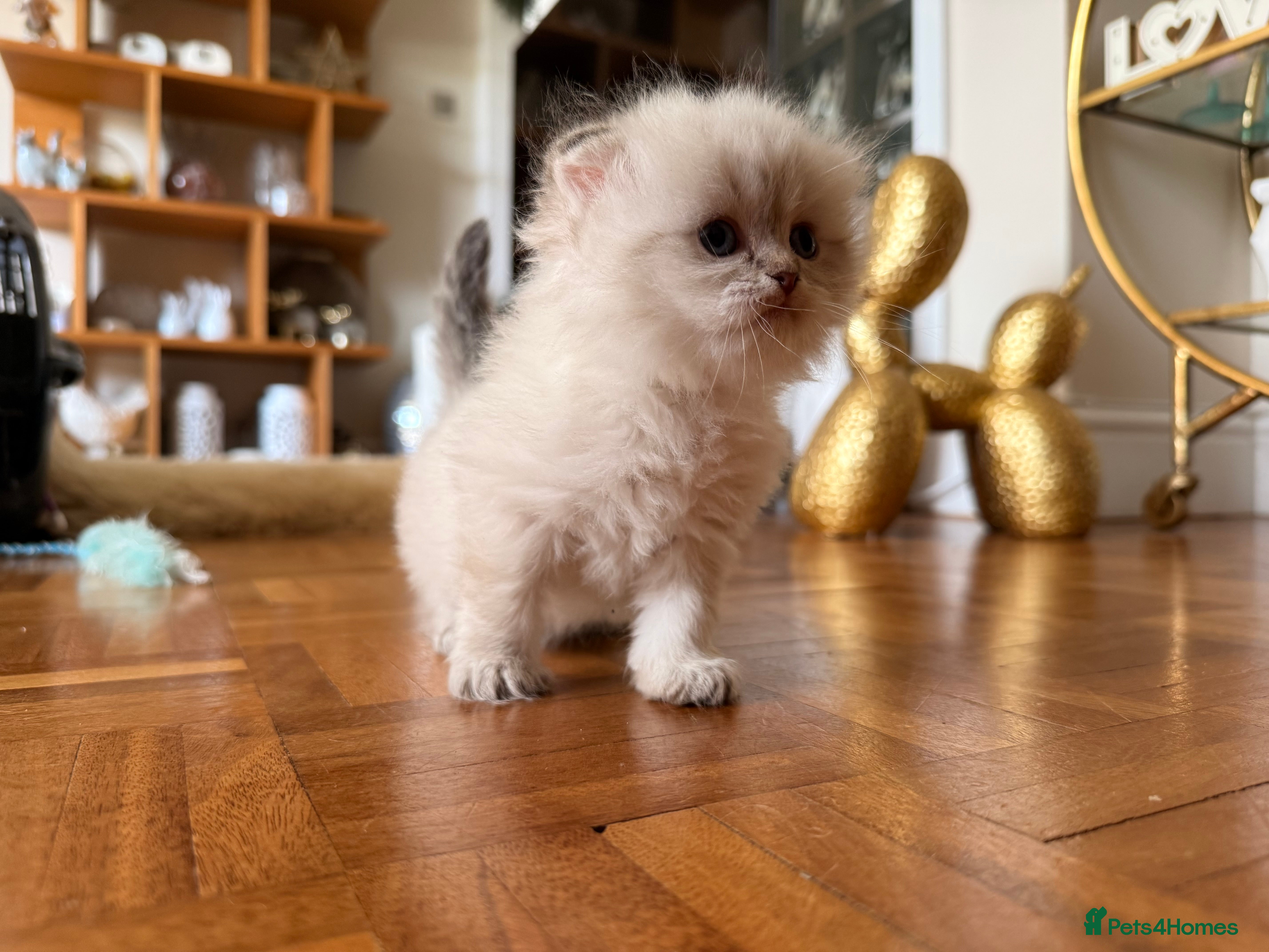 British Longhair cats for sale: Beautiful rainbow litter now available to reserve - Advert 31