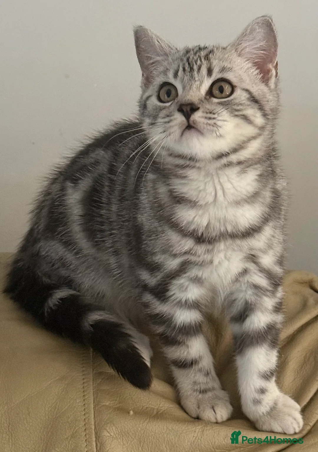 British Shorthair cats for sale: Top quality stunning British shorthair silvers - Advert 2