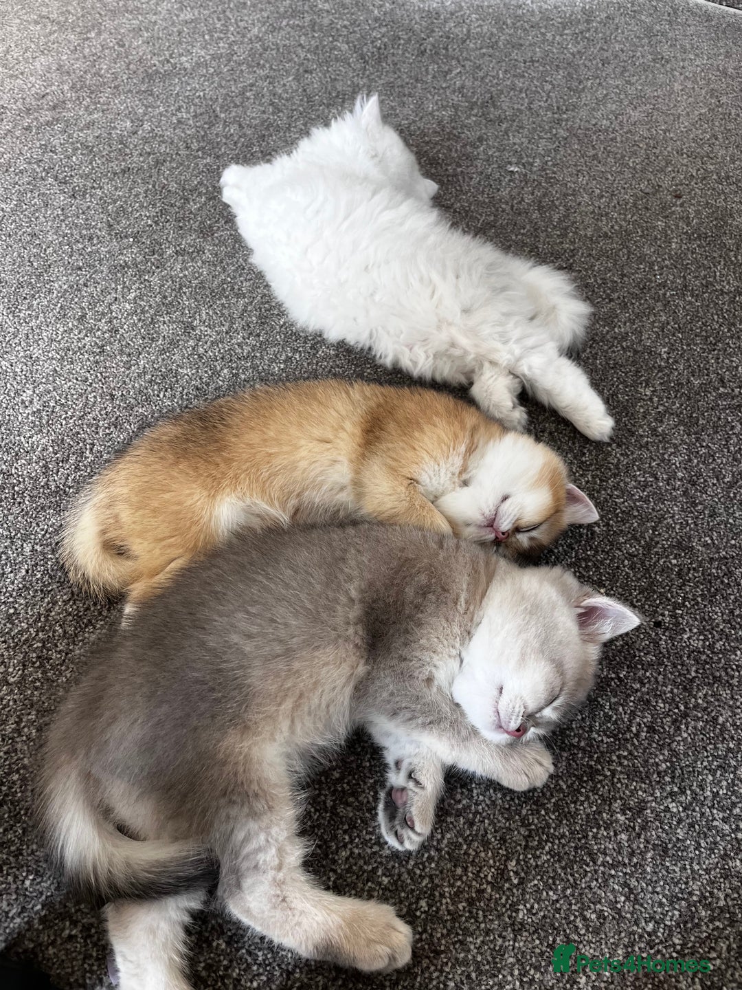 British Longhair cats for sale: ✨ Three adorable British Short/longhair kittens  - Image 22