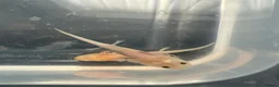 Axolotl reptiles for sale: Axolotl  - Advert 4