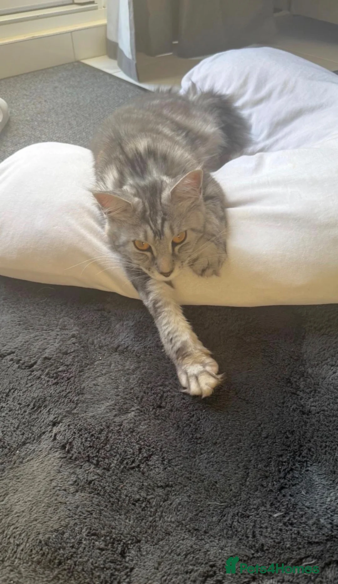 Maine Coon cats for sale: Maine coon kittens - Advert 2