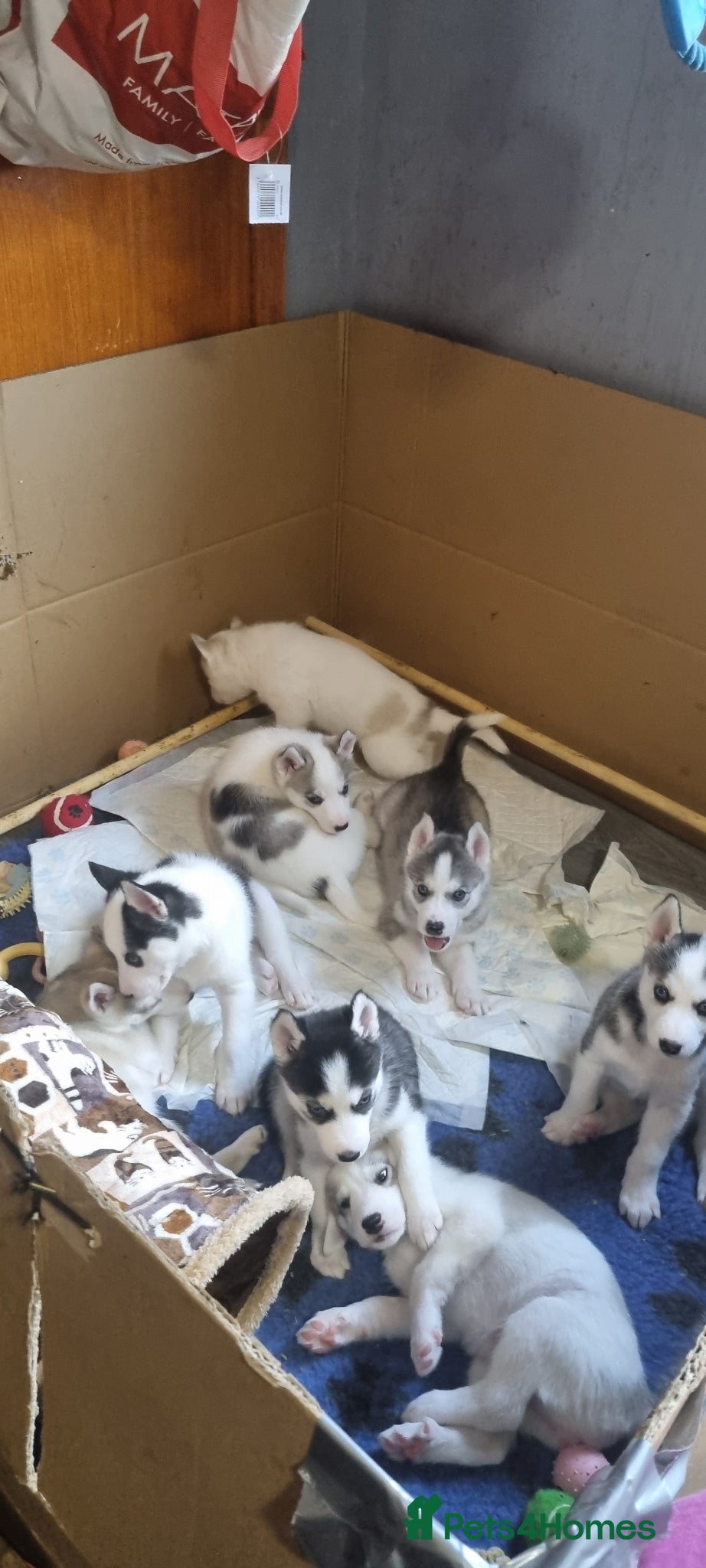 Siberian Husky dogs Siberian Husky puppies for sale. - Advert 4