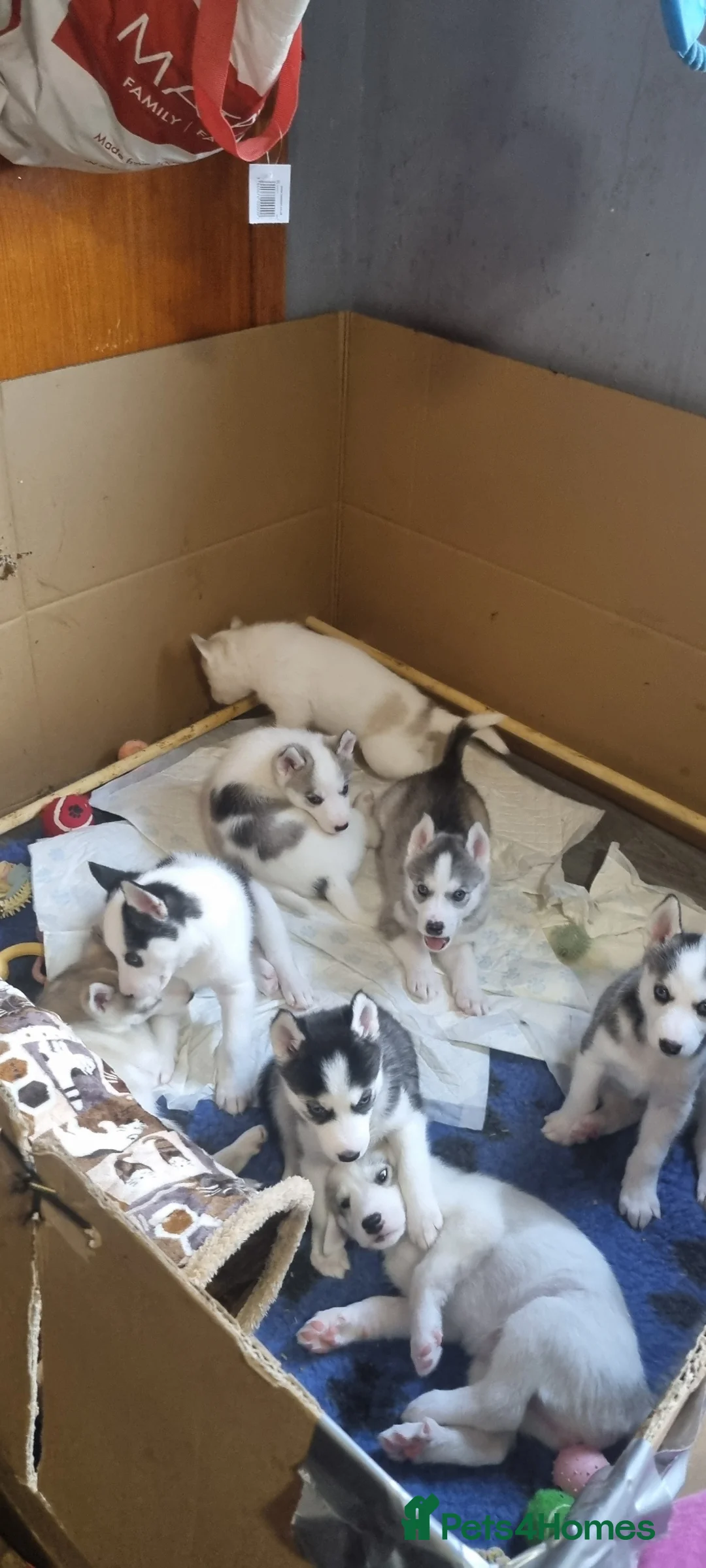 Siberian Husky dogs for sale: Siberian Husky puppies for sale. in Wick - Advert 1