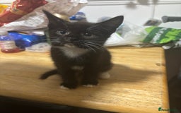 Mixed Breed cats for sale: One kitten in need of a home  - Image 1
