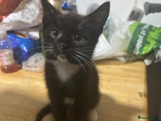 Mixed Breed cats - Advert 4