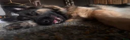 German Shepherd dogs for sale: 2 year old female German Shepherd new home - Advert 3