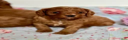 Cavapoo dogs for sale: Stunning red toy’s- Health Tested - KC parents - Advert 16