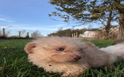 Poochon dogs for sale: READY FOR HER NEW PAW PACK  - Advert 37