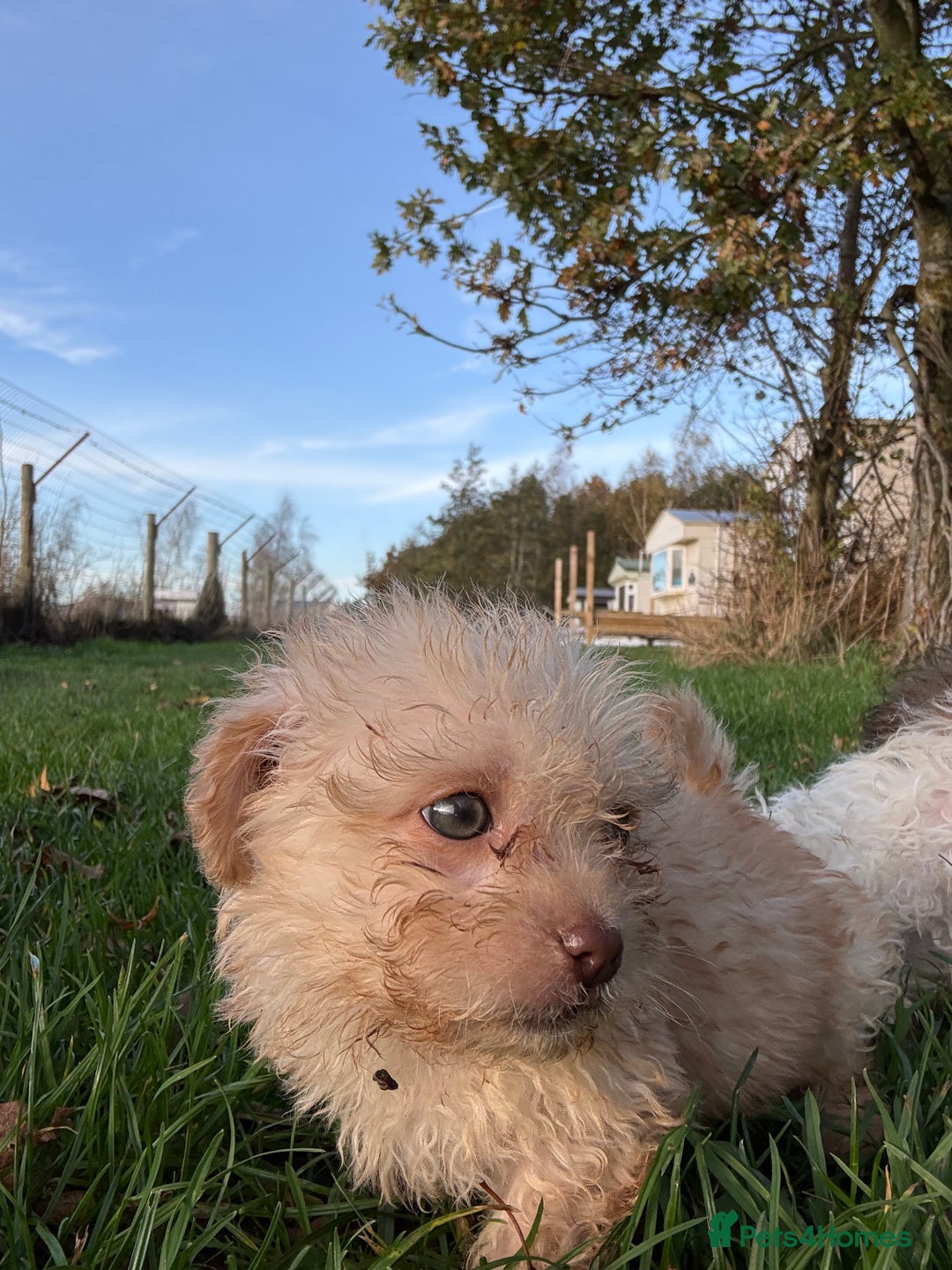 Poochon dogs for sale: READY FOR HER NEW PAW PACK  - Advert 37