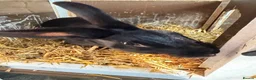 Rex rabbits for sale: 18 month old Black Otter Rex in Grange-over-Sands - Advert 3