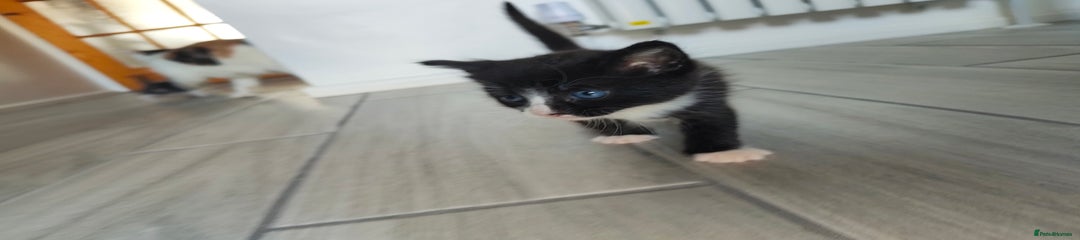 Mixed Breed Kitten 1