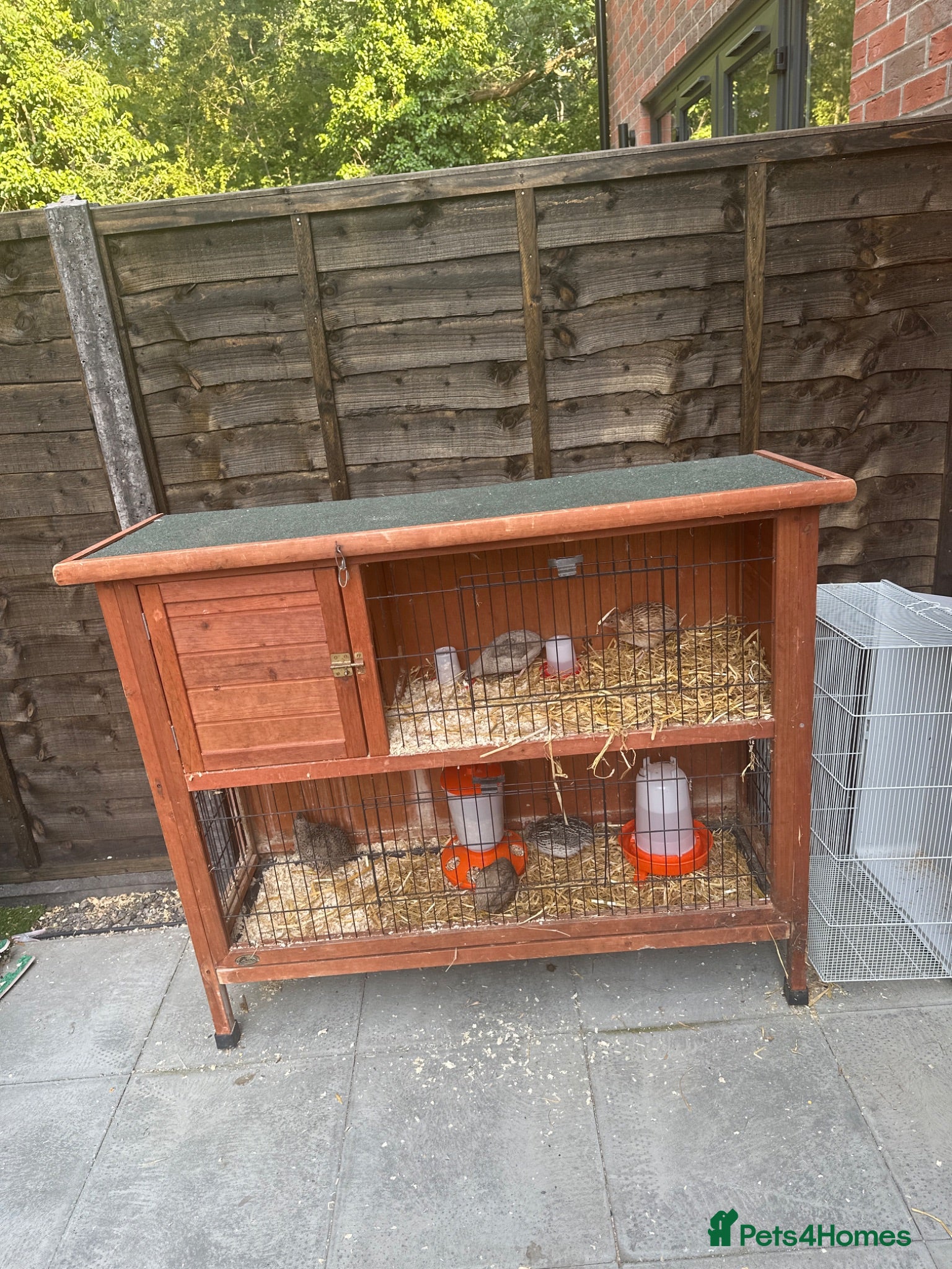 Quail poultry 5 quails 2 females 3 males including hutch. - Advert 2