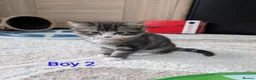 Siberian cats for sale: Siberian crossed kittens  - Advert 4