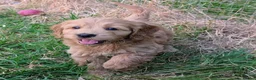 Cockapoo dogs for sale: Licensed breeder, health tested F1 cockapoos - Advert 1