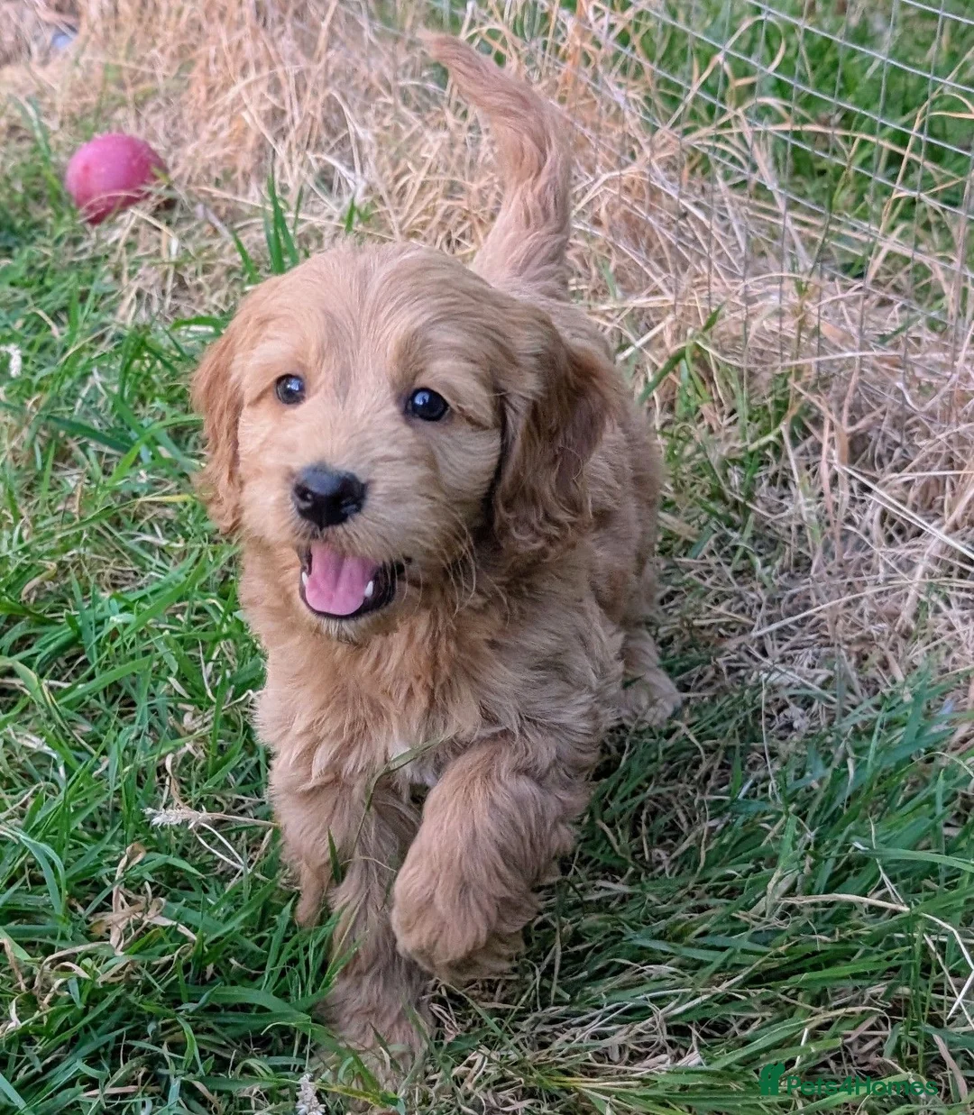 Cockapoo dogs for sale: Licensed breeder, health tested F1 cockapoos - Advert 1