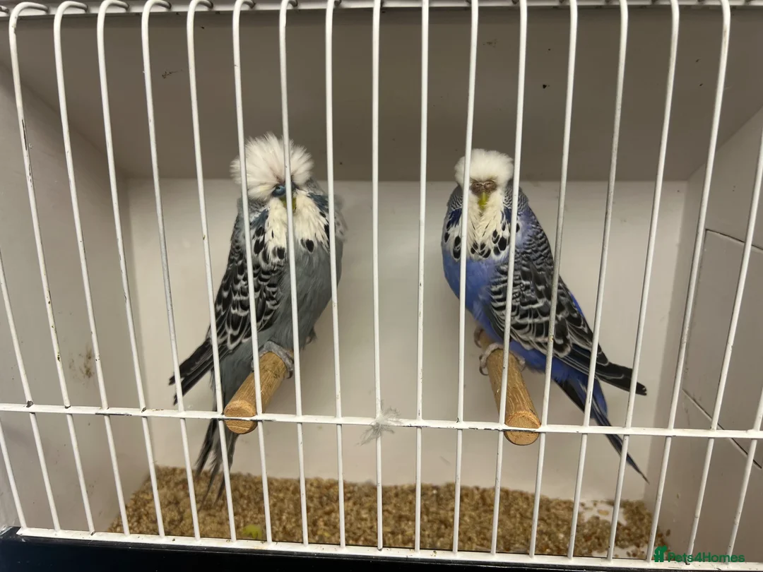 Budgerigars birds for sale: Pairs of exhibition budgies  - Advert 1