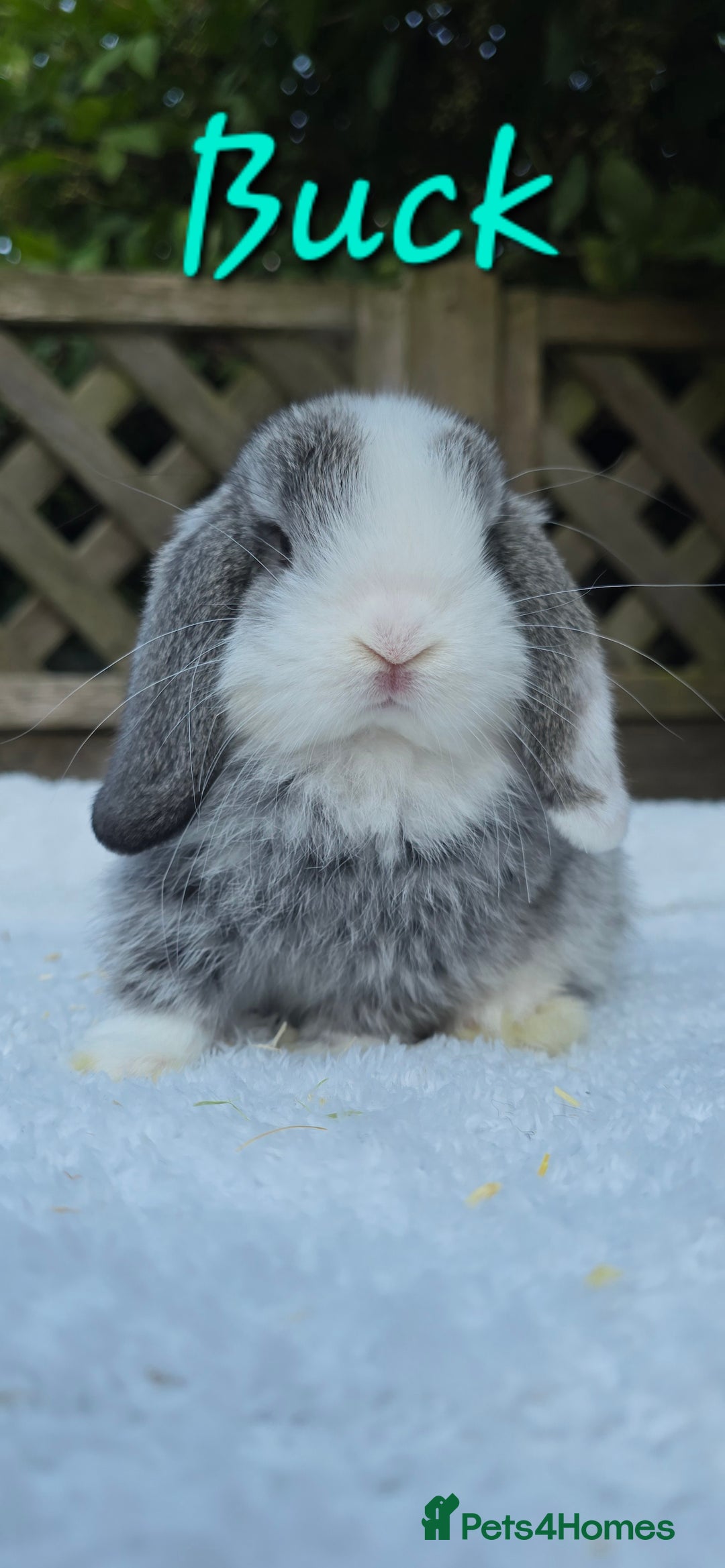 Mini Lop rabbits for sale: Beautiful mini lops boys and girls - Image 9