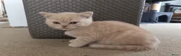 British Shorthair cats for sale: GCCF registered cream and lilac BSH - Advert 25