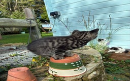 Mixed Breed cats for sale: Adorable Playful Happy Mixed breed kittens - Image 19