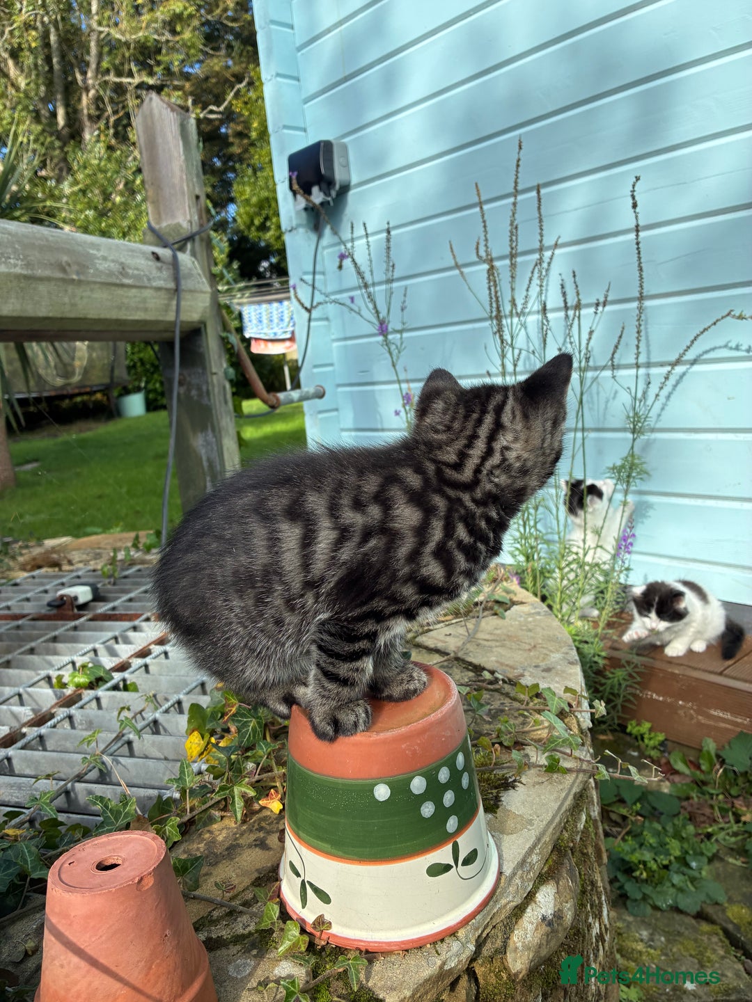 Mixed Breed cats for sale: Adorable Playful Happy Mixed breed kittens - Image 19