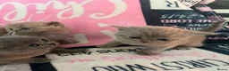 British Shorthair cats for sale: Amazing British shorthair kittens!!!… in Grays - Advert 37
