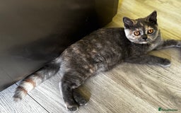 British Shorthair cats for sale: Adorable kittens READY NOW in Wakefield - Image 23