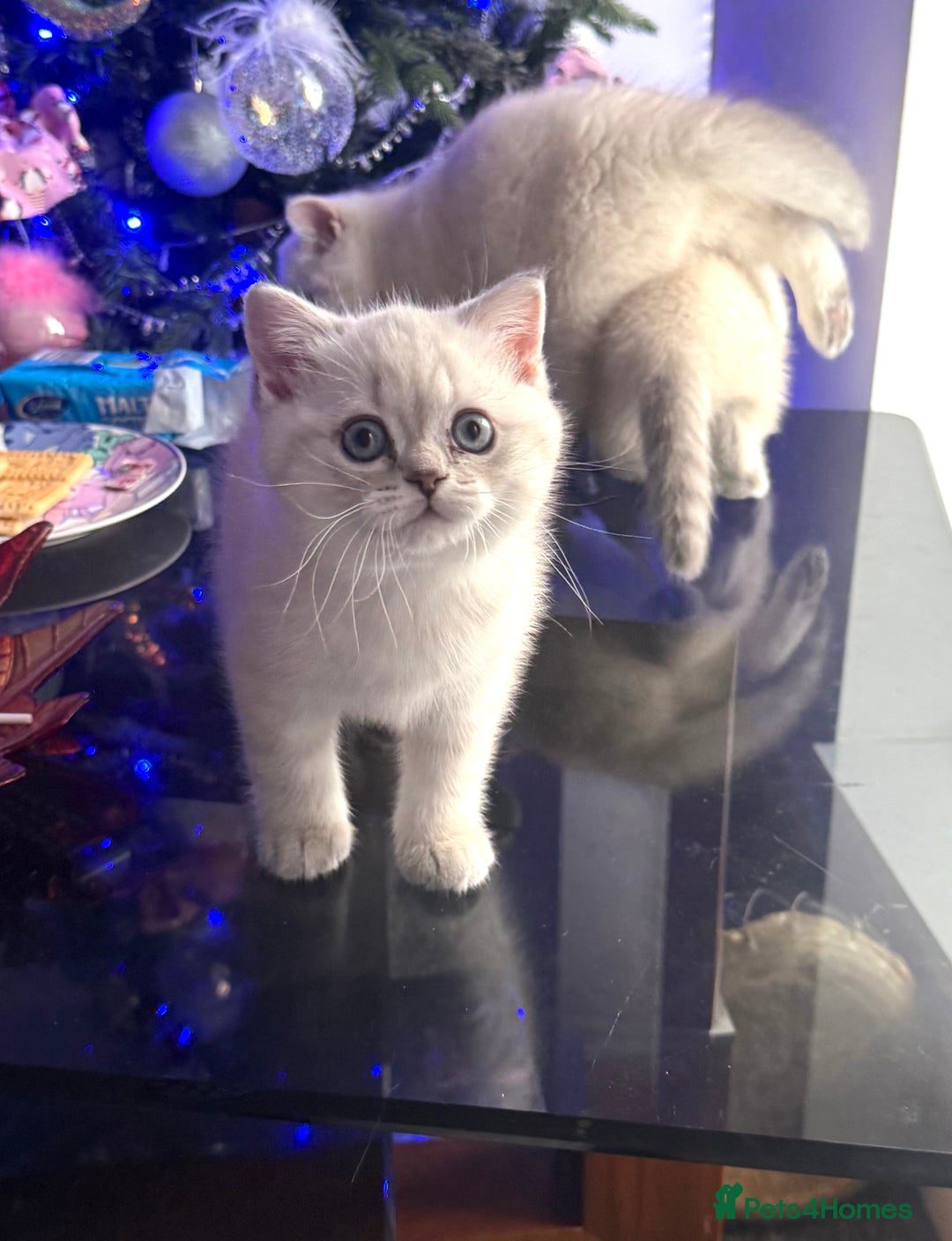 Scottish Fold cats for sale: 😻Stunning Pure breed Scottish fold kittens 😻 - Advert 7