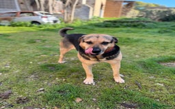 Mixed Breed dogs for adoption: A Life of Abuse please Help ! in Hengoed - Image 13