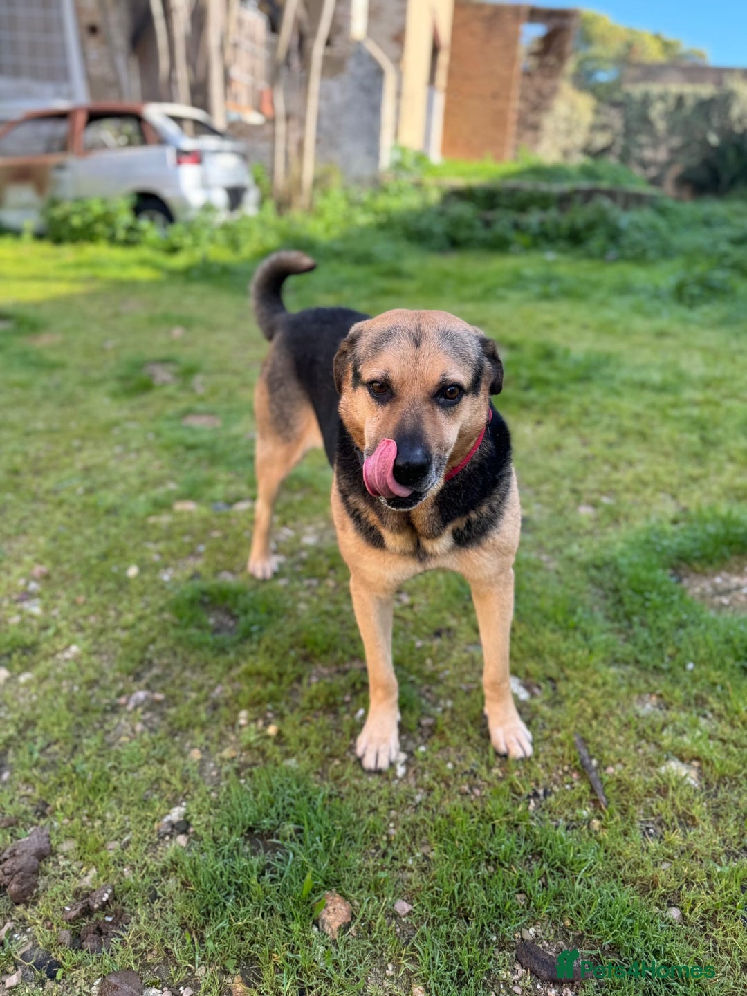 Mixed Breed dogs for adoption: A Life of Abuse please Help ! in Hengoed - Image 13