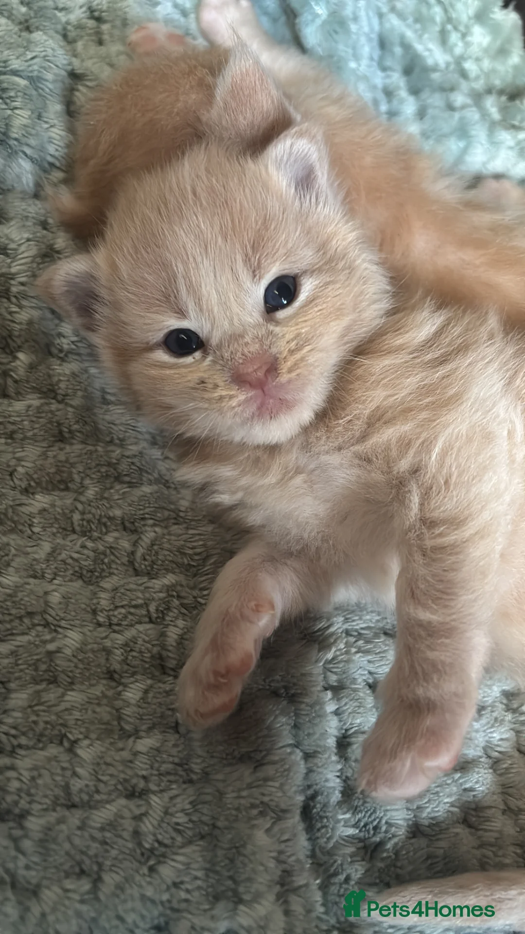 Maine Coon cats for sale: 9 Maine Coons for sale  - Advert 2