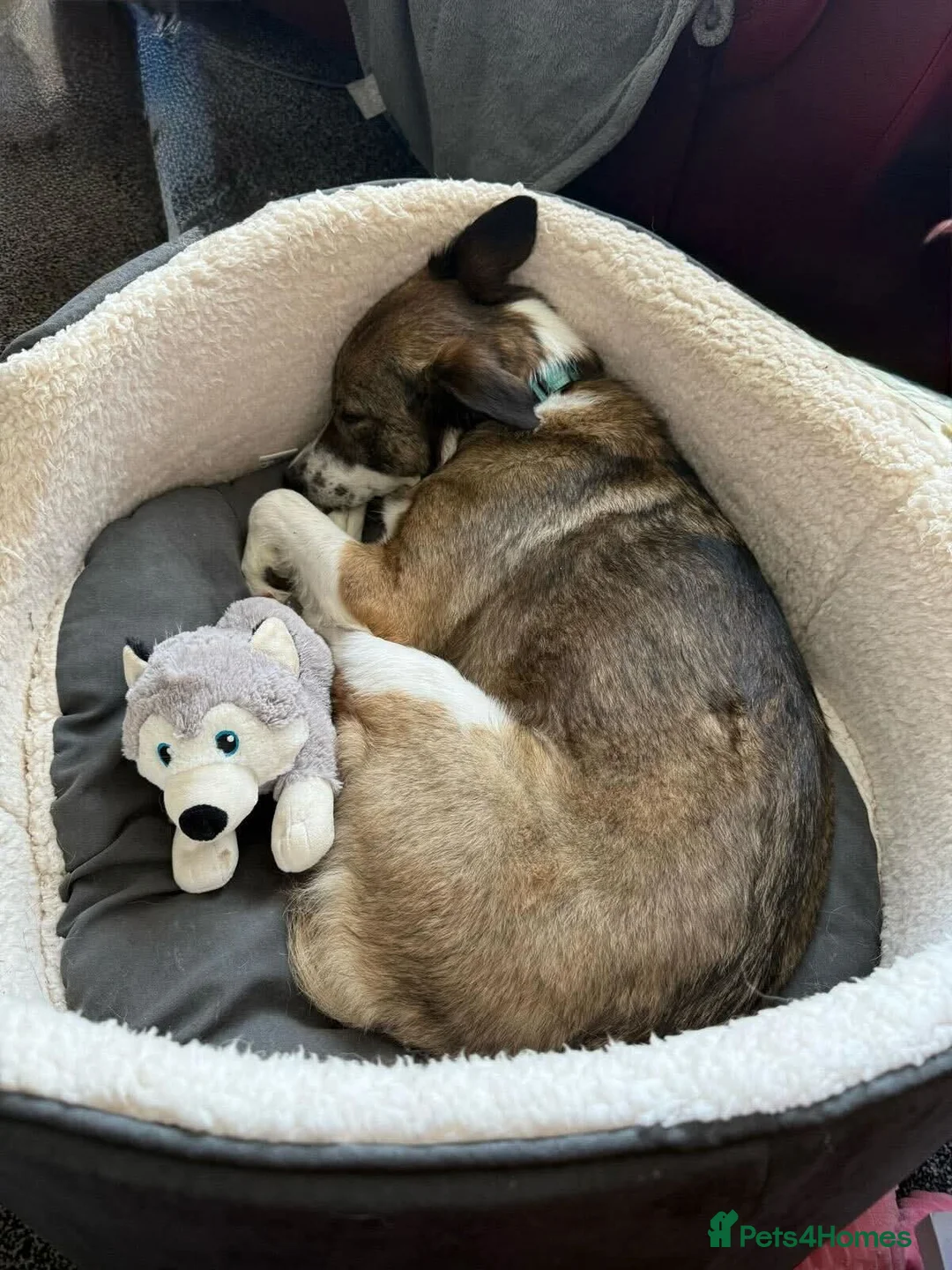 Mixed Breed dogs for adoption: Meet Bella, currently residing in Merseyside  - Advert 5