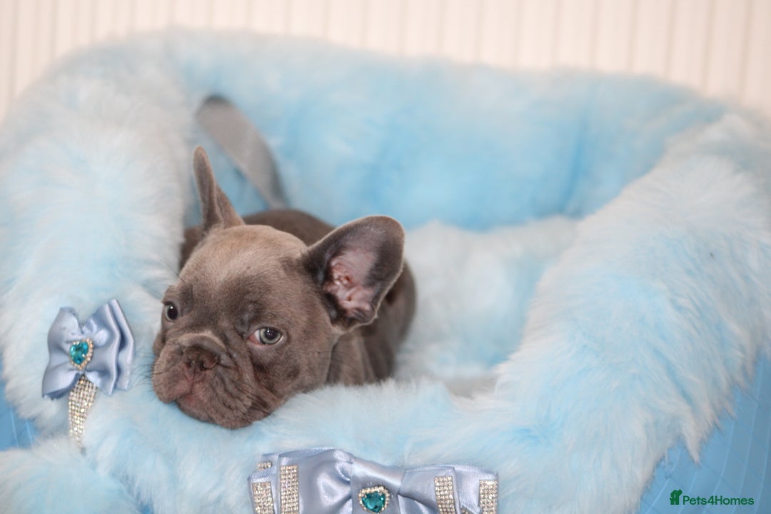 French Bulldog dogs for sale: Solid lilac French bulldog’s  - Advert 24