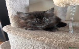 Maine Coon cats for sale:  Maine coon x BSH stunning kittens 😻 - Image 14