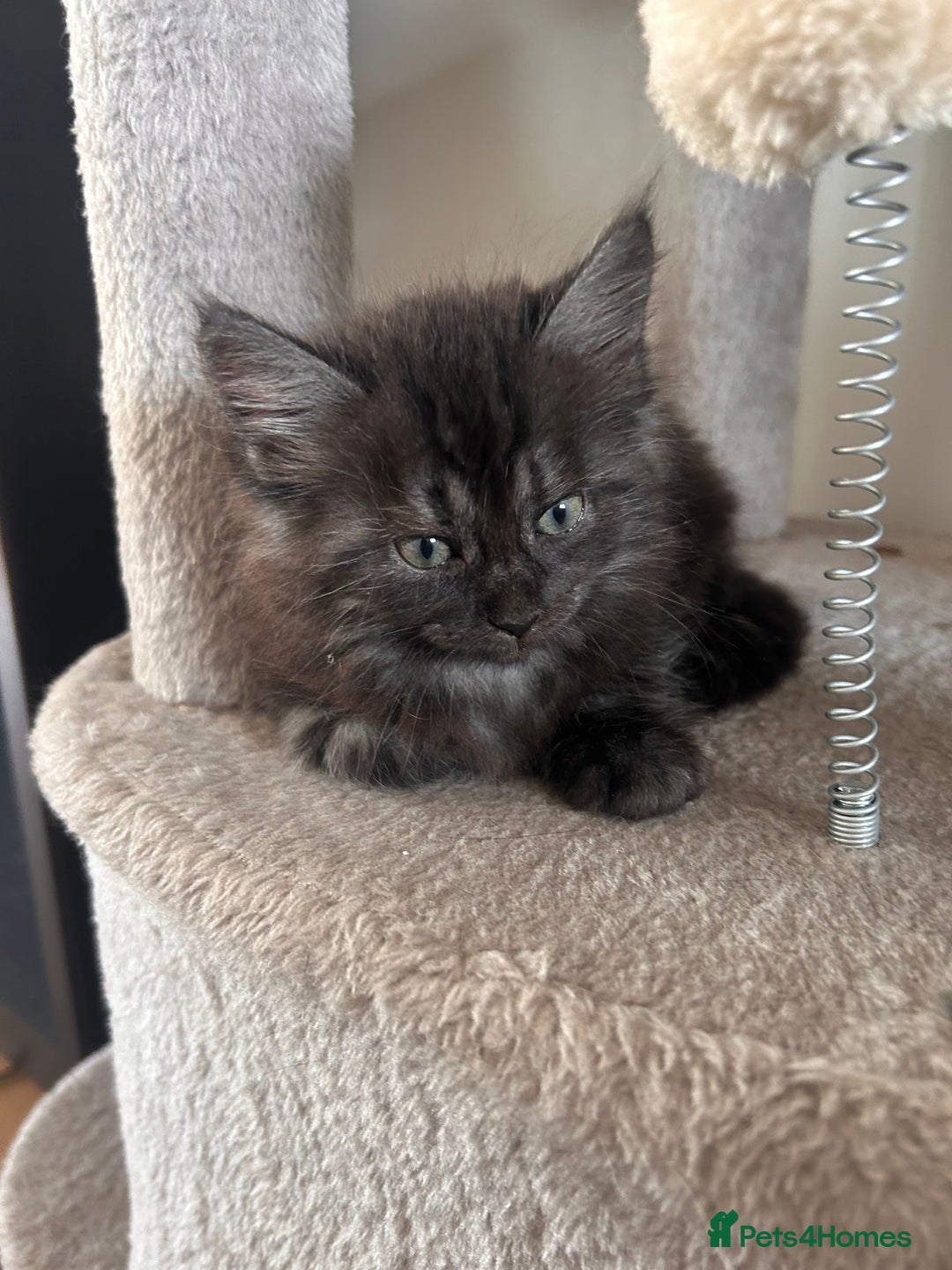 Maine Coon cats for sale:  Maine coon x BSH stunning kittens 😻 - Image 14