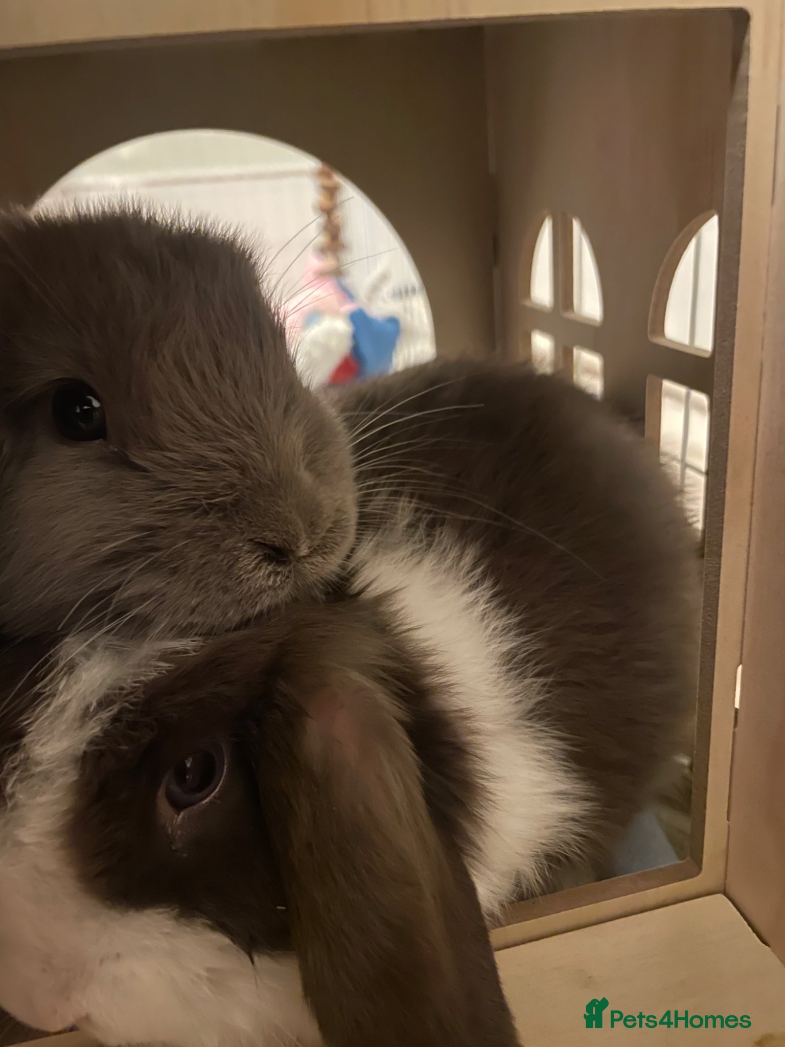 Mini Lop rabbits for sale: Pair of Gorgeous Bonded Pure Bred Mini Lop Bunnies - Advert 1