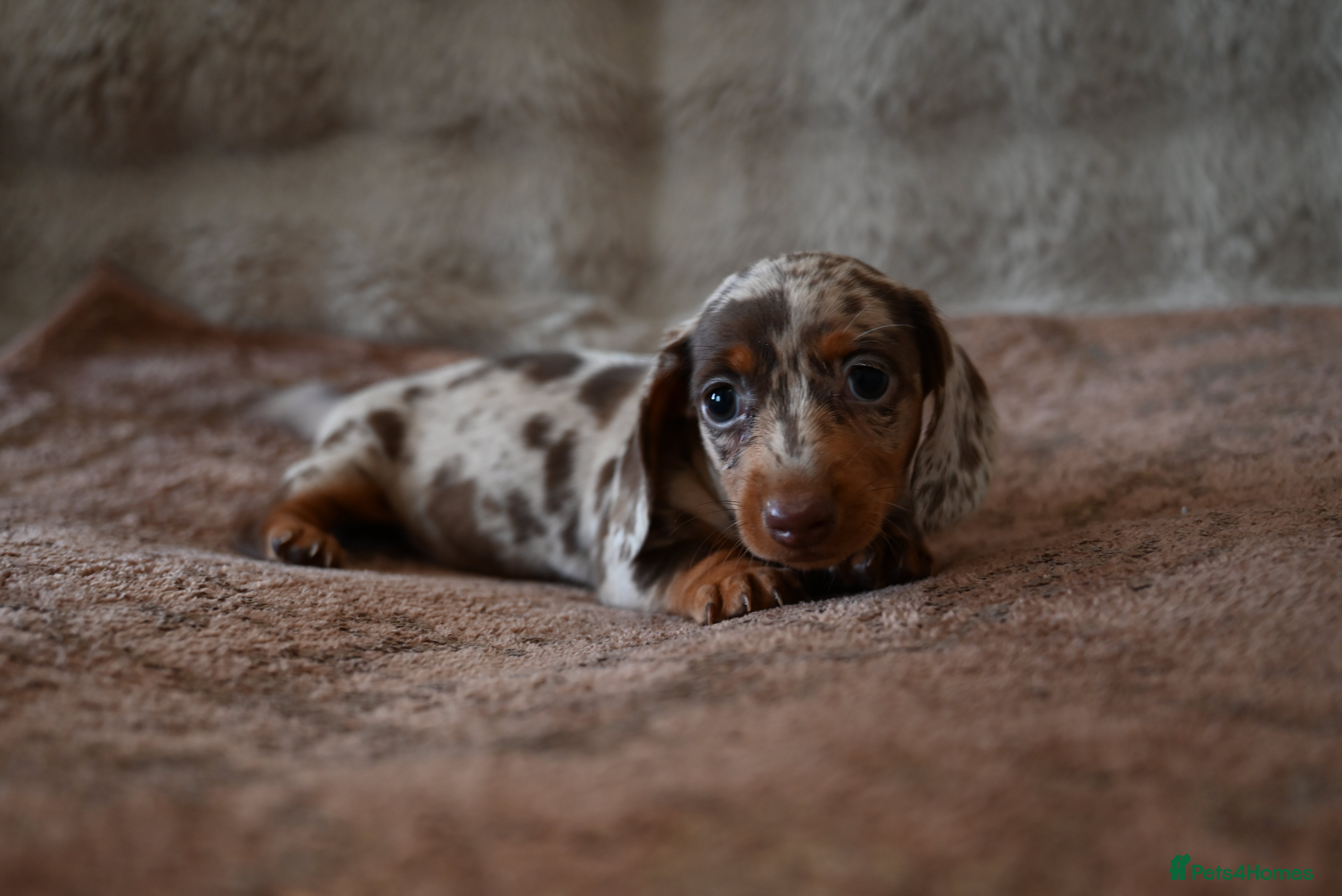 Miniature Dachshund dogs for sale: Long Haired Mini Dachshunds 🐶 - Advert 2