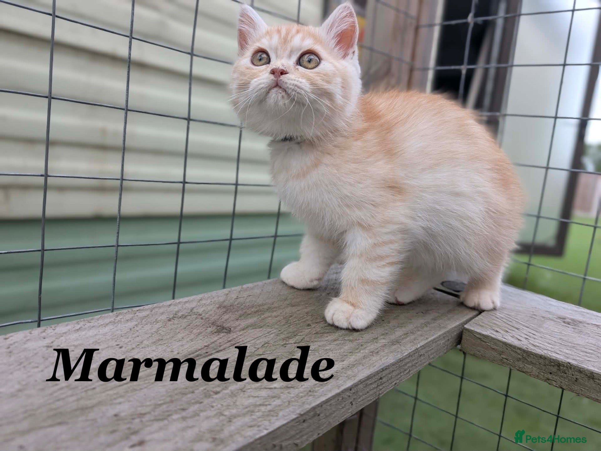 Persian cats *Last 2* Reduced Beautiful Persian Exotic Kitten - Advert 5